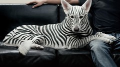 Dogs funny zebra stripes