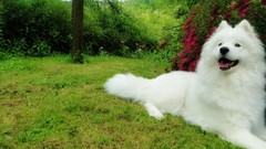 Dogs Garden samoyed