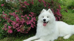 Dogs Garden samoyed