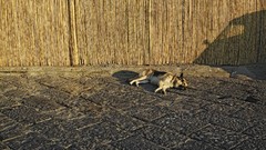 Dogs German shepherd