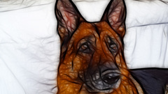 Dogs German shepherd animal