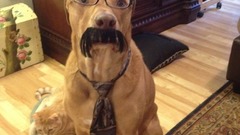Dogs glasses moustache