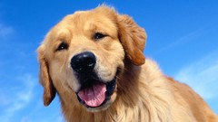 Dogs golden retriever