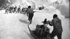 Dogs grayscale dog sled