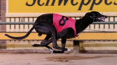 Dogs greyhound animal