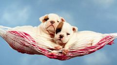 Dogs hammock Puppies Animals