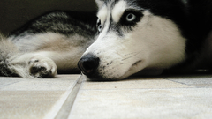 Dogs husky miusha animal