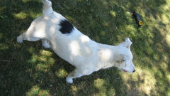 Dogs Jack Russell Terrier