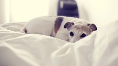 Dogs Jack Russell Terrier