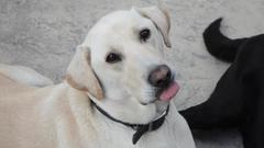 Dogs labrador retriever