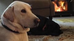 Dogs labrador retriever fireplaces