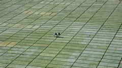 Dogs lonely pavement courtyard