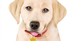 Dogs on all fours movie posters puppy eyes