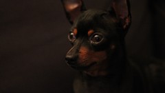 Dogs pets pinscher Animal House