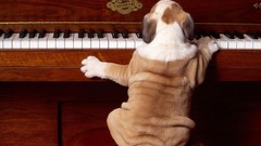 Dogs piano musicians piano keys