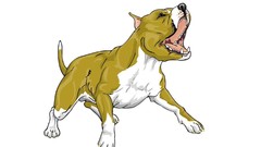 Dogs pitbull Bull animated