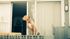 Dogs pitbull window panes