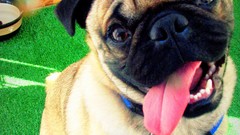Dogs pug