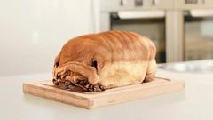 Dogs Pugs bread Starship