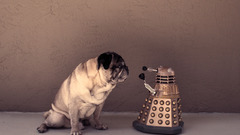 Dogs Pugs Doctor Who