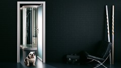 Dogs Pugs indoors