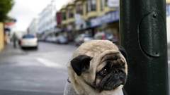 Dogs Pugs sad canine