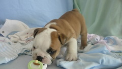 Dogs Puppies bulldog