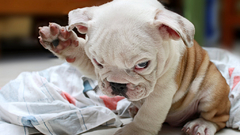 Dogs Puppies bulldog English