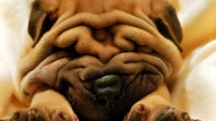 Dogs Puppies canine shar