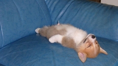 Dogs Puppies corgi closed