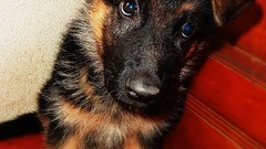 Dogs Puppies German shepherd