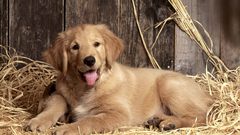 Dogs Puppies golden retriever