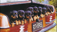 Dogs Puppies rottweiler trunk