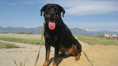 Dogs rottweiler hound cur