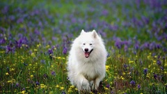 Dogs samoyed