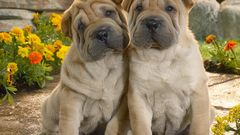 Dogs shar pei