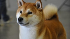 Dogs Shiba Inu plush animal domestic dog