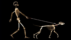 Dogs skeletons