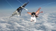 Dogs skies superdog