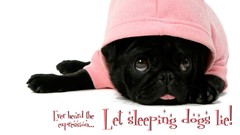 Dogs sleeping Pugs