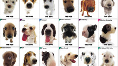 Dogs Team funny killers