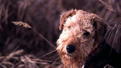 Dogs terrier airedale terrier