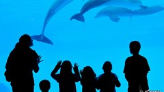 Dolphins bstrange bobby strange