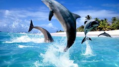 Dolphins Sea
