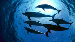 Dolphins underwater
