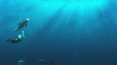 Dolphins underwater