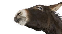 Donkey