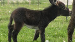 Donkey