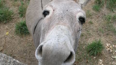 Donkey