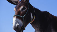 Donkey